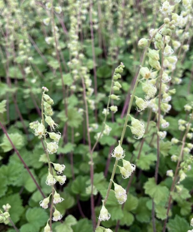 Tellima grandiflora 'Rubra' (Mijterloof)