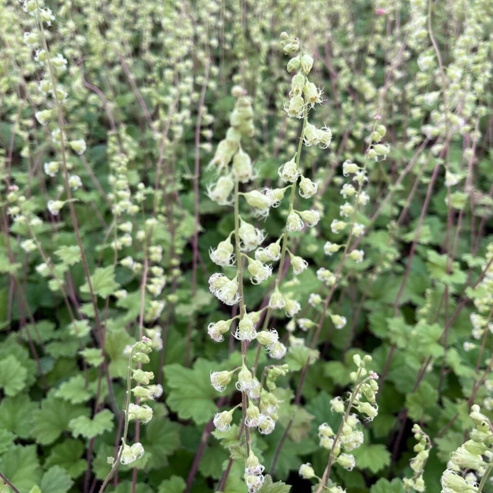 Tellima grandiflora 'Rubra' (Mijterloof)