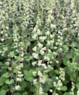 Tellima grandiflora 'Rubra' (Mijterloof)