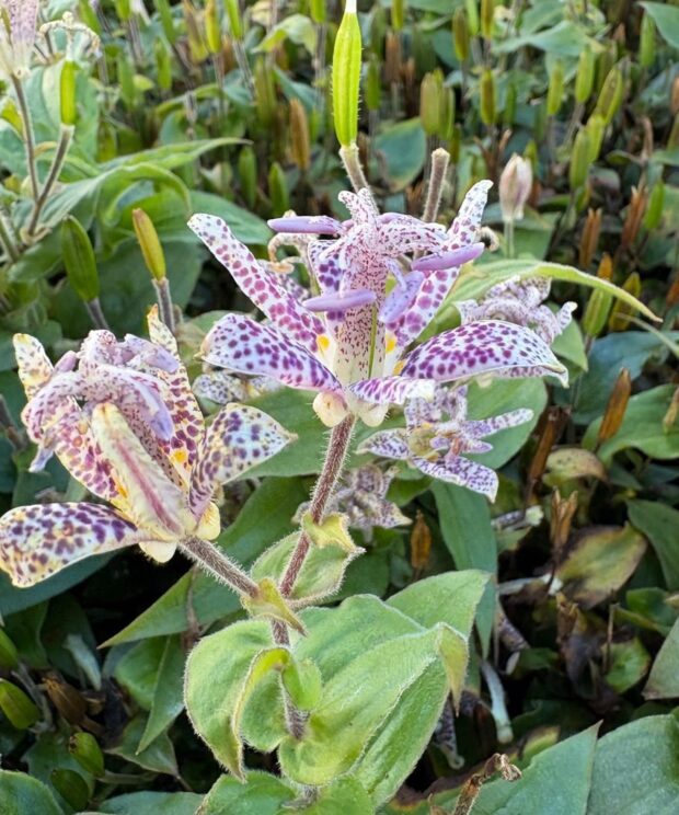 Tricyrtis hirta (Paddenlelie)