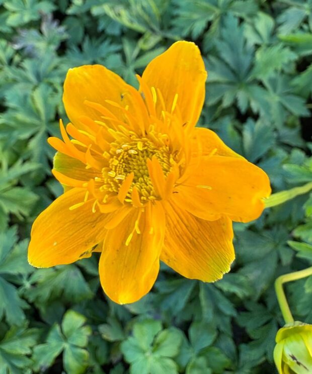 Trollius chinensis 'Golden Queen' (Kogelbloem)