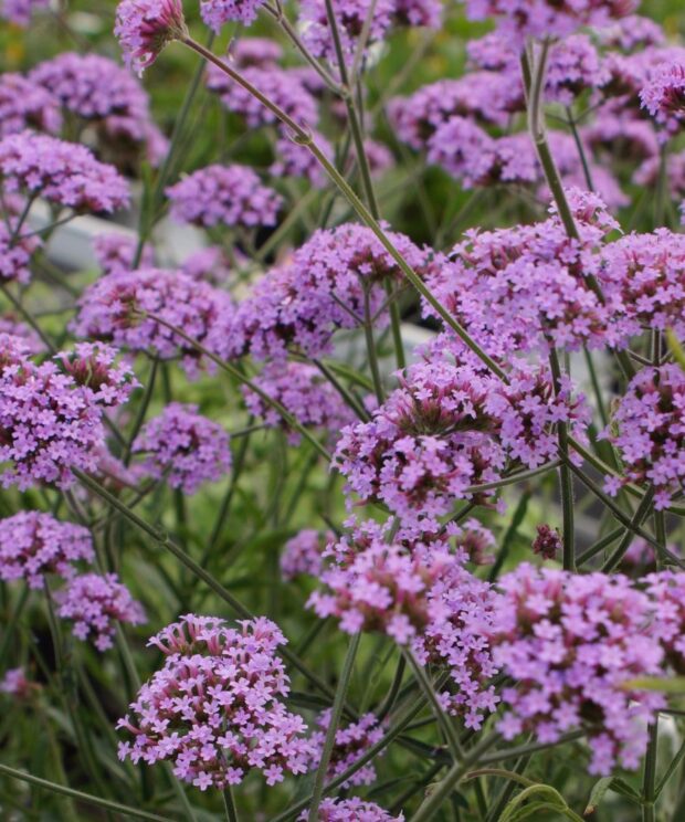 Verbena bonariensis 'Lollipop' (IJzerhard)