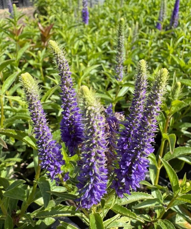 Veronica spicata 'Ulster Dwarf Blue' (Ereprijs)