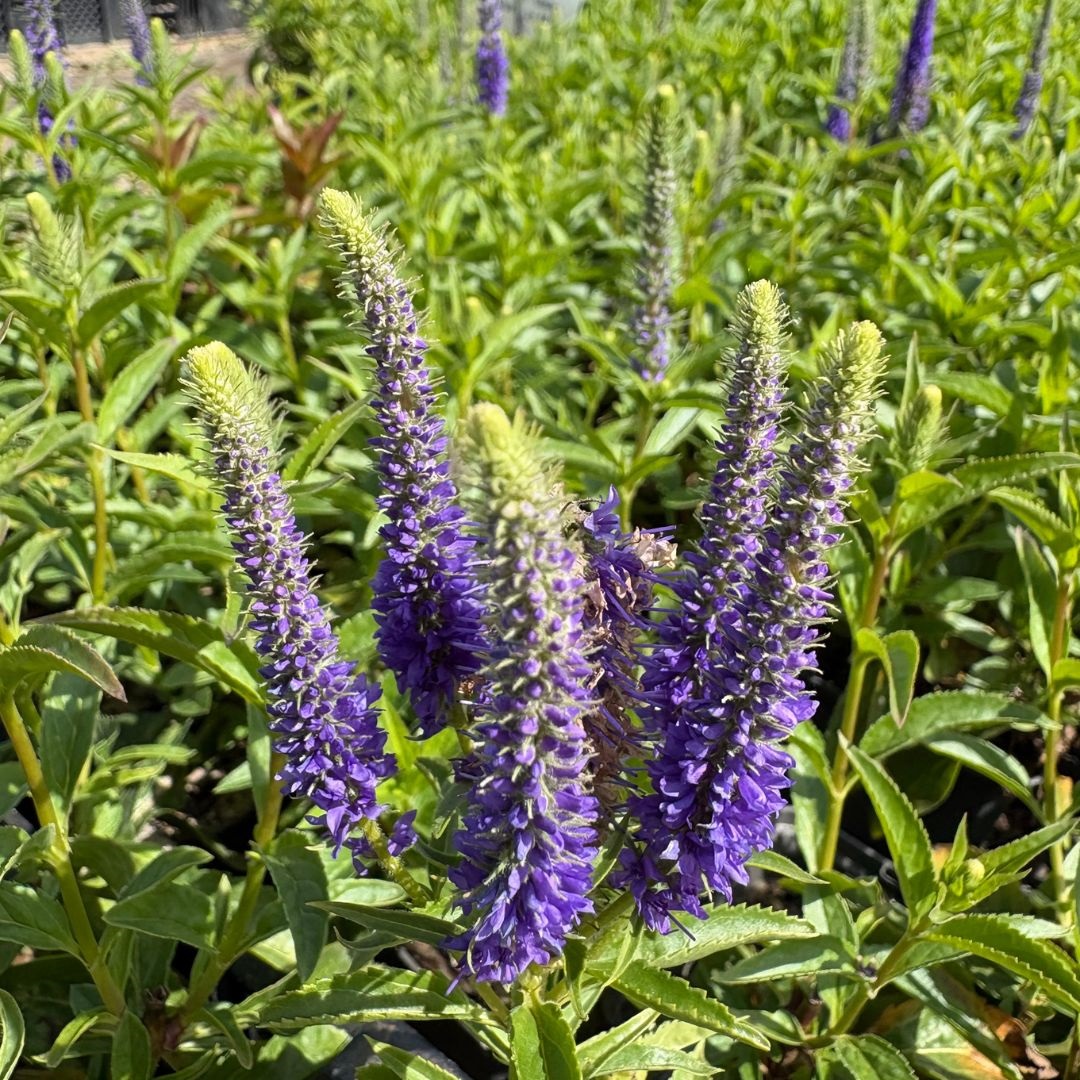 Veronica spicata 'Ulster Dwarf Blue' (Ereprijs)