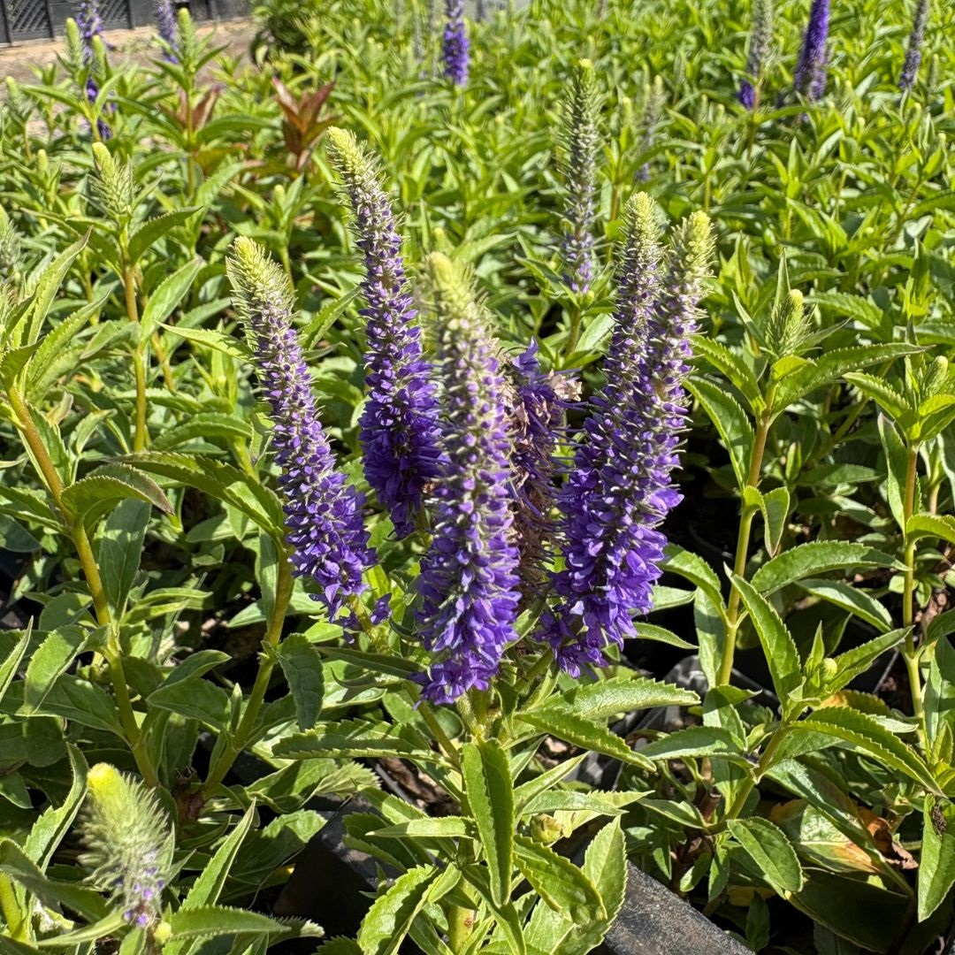 Veronica spicata 'Ulster Dwarf Blue' (Ereprijs)