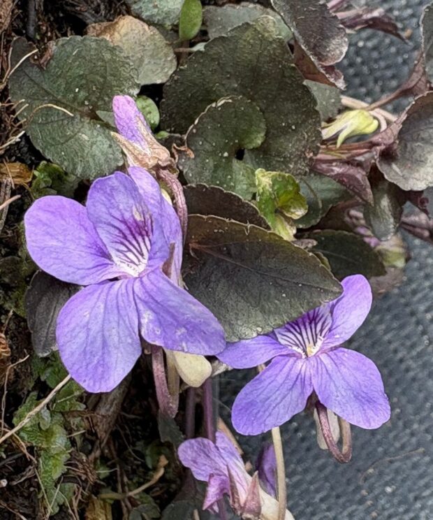 Viola labradorica (Viooltje)