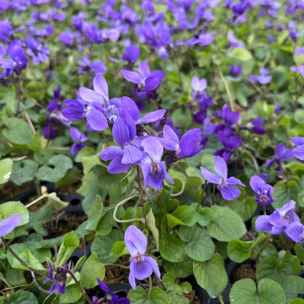 Viola odorata 'Königin Charlotte' (Viooltje)