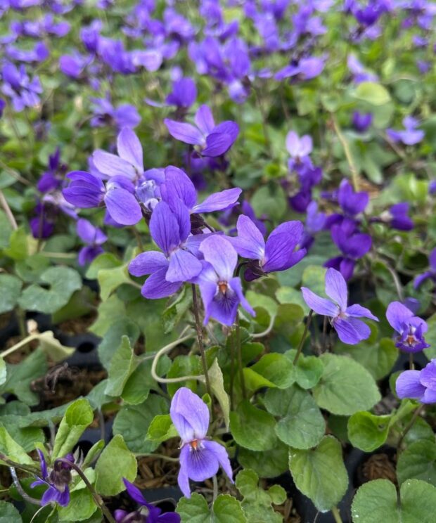 Viola odorata 'Königin Charlotte' (Viooltje)