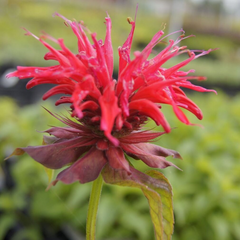 Monarda 'Cambridge Scarlet' (Bergamotplant)