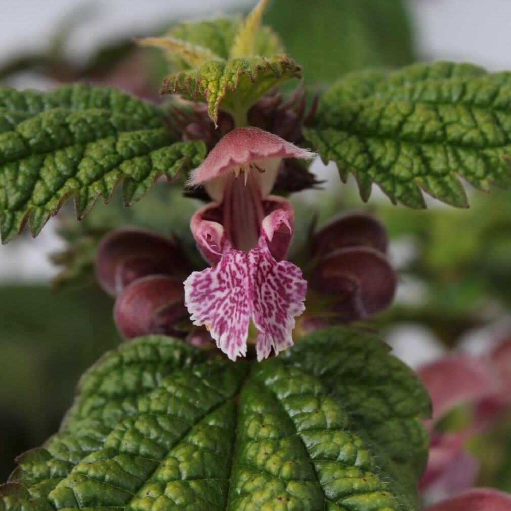 Lamium orvala (Dovenetel)