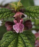 Lamium orvala (Dovenetel)