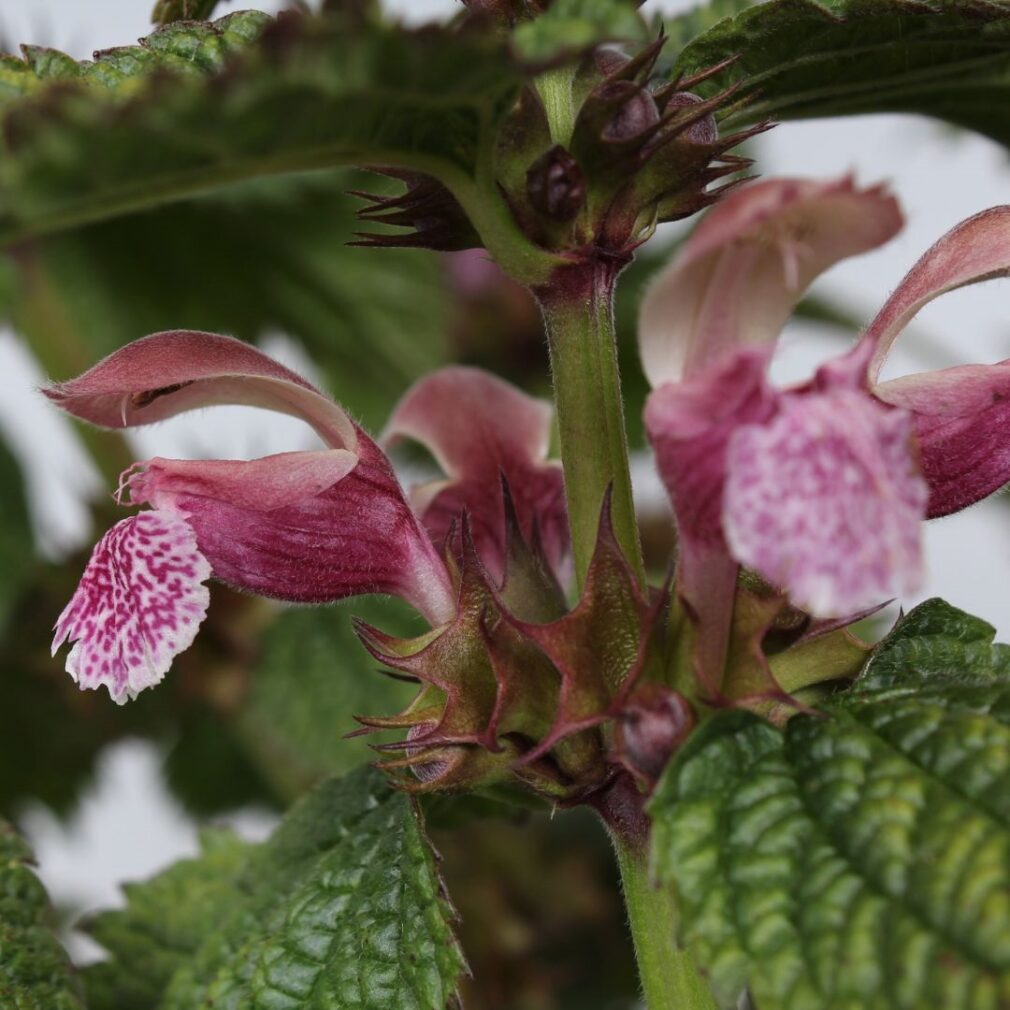 Lamium orvala (Dovenetel)