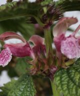 Lamium orvala (Dovenetel)