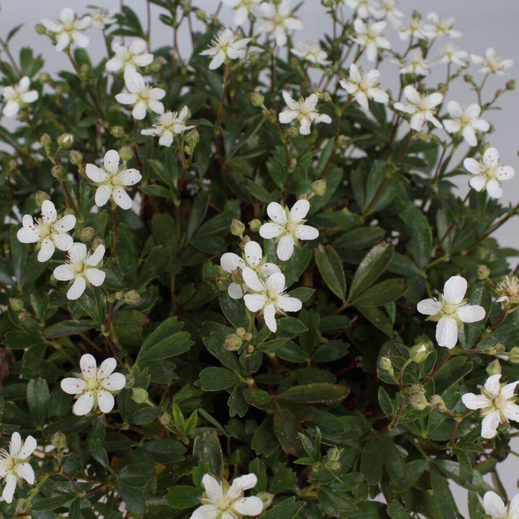 Potentilla tridentata 'Nuuk' (Ganzerik)