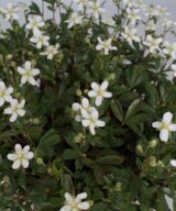 Potentilla tridentata 'Nuuk' (Ganzerik)