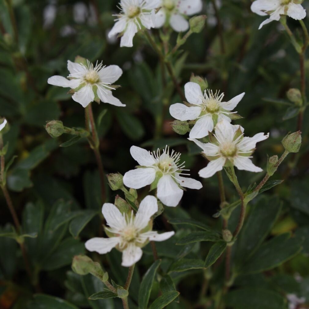 Potentilla tridentata 'Nuuk' (Ganzerik)