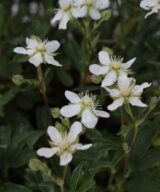 Potentilla tridentata 'Nuuk' (Ganzerik)