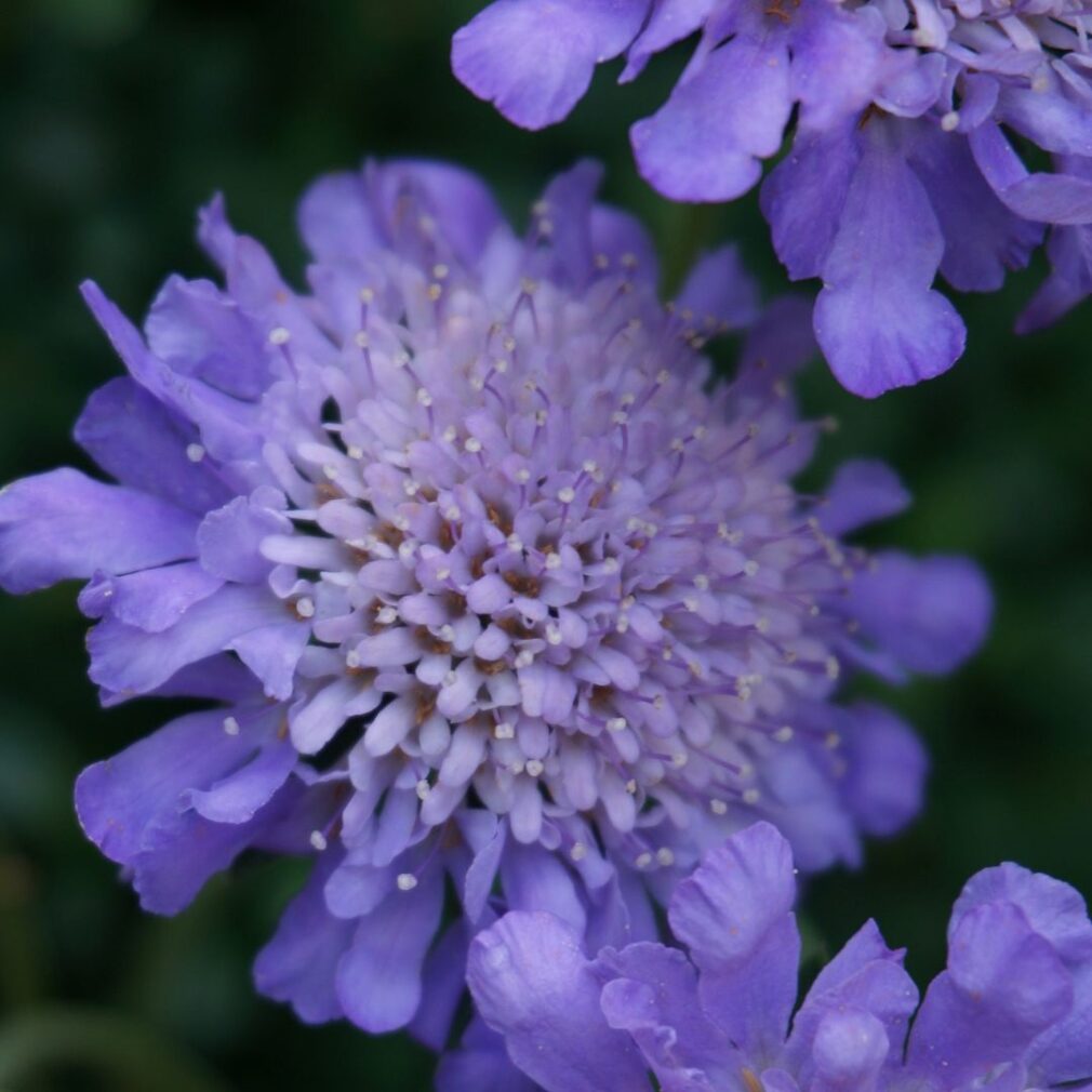 Scabiosa columbaria 'Butterfly Blue' (Duifkruid)