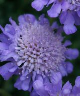 Scabiosa columbaria 'Butterfly Blue' (Duifkruid)