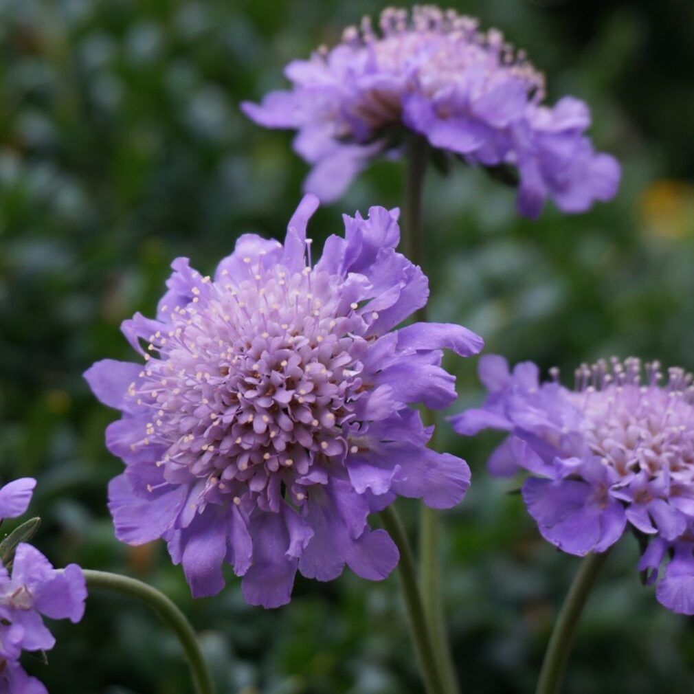 Scabiosa columbaria 'Butterfly Blue' (Duifkruid)