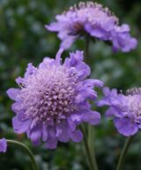 Scabiosa columbaria 'Butterfly Blue' (Duifkruid)