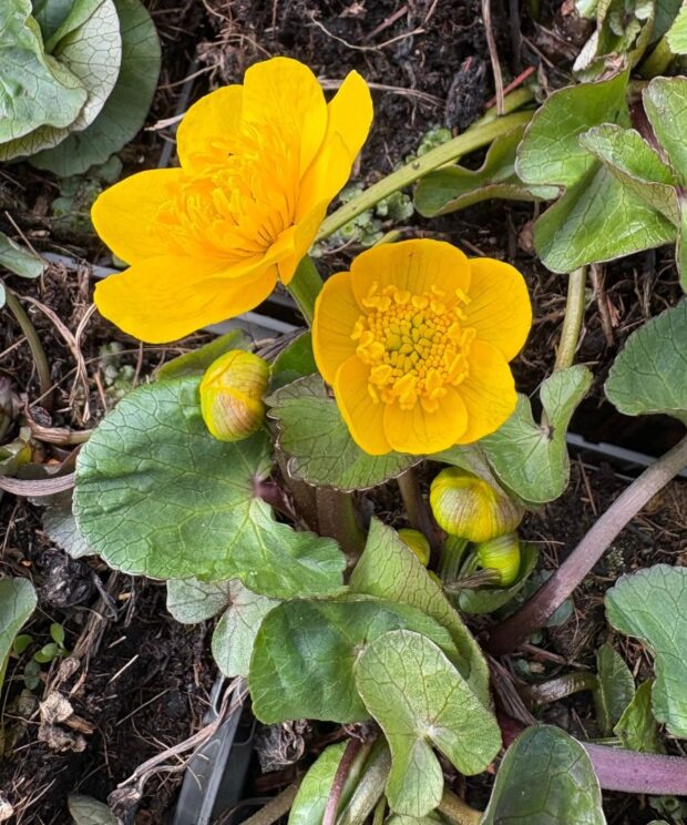 Caltha palustris (Dotterbloem)