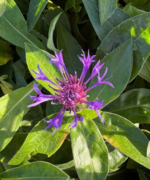 Centaurea montana 'Coerulea' (Korenbloem)