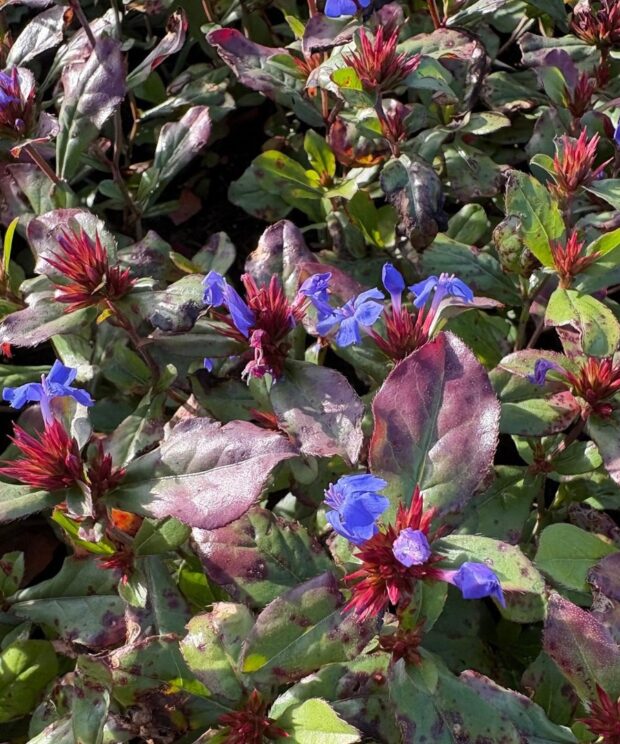 Ceratostigma plumbaginoides (Loodkruid)