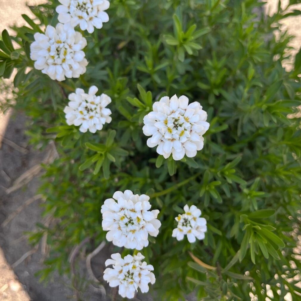 Iberis sempervirens 'Schneeflocke' (Scheefbloem)
