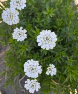 Iberis sempervirens 'Schneeflocke' (Scheefbloem)