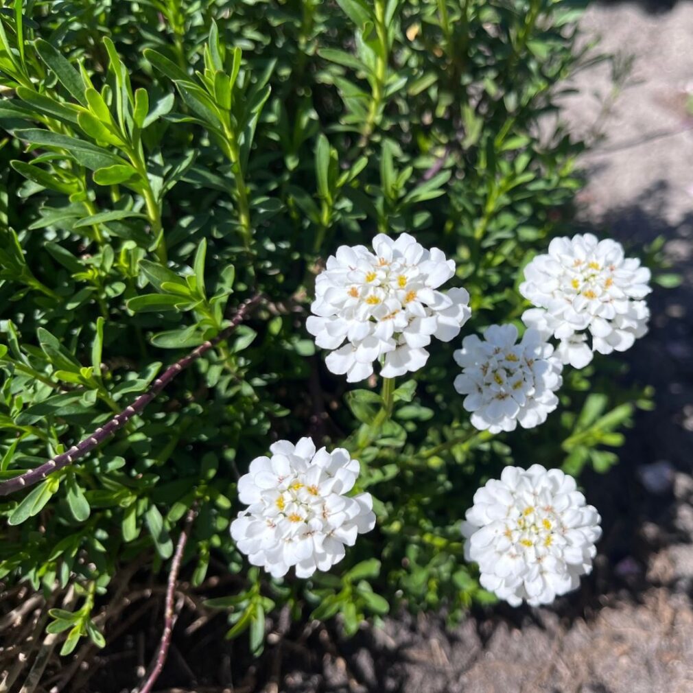 Iberis sempervirens 'Schneeflocke' (Scheefbloem)