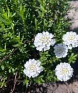 Iberis sempervirens 'Schneeflocke' (Scheefbloem)