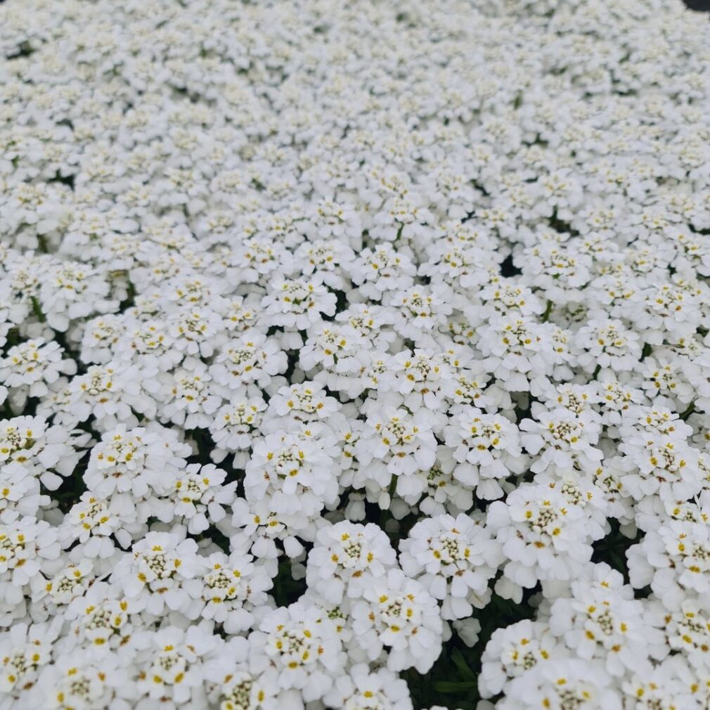 Iberis sempervirens 'Schneeflocke' (Scheefbloem)