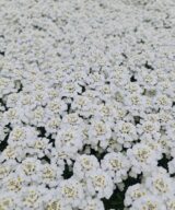 Iberis sempervirens 'Schneeflocke' (Scheefbloem)