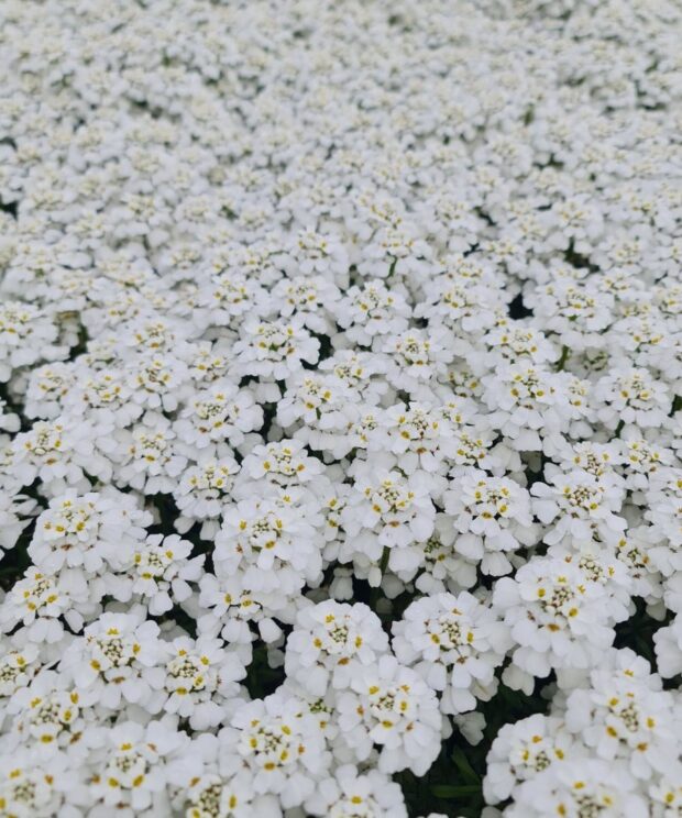 Iberis sempervirens 'Schneeflocke' (Scheefbloem)