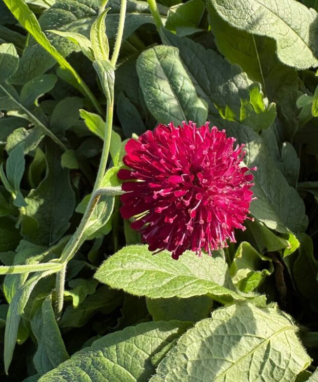 Knautia macedonica (Beemdkroon)