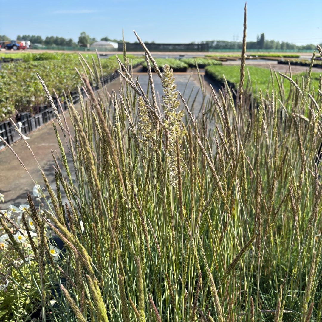 Koeleria glauca (Fakkelgras)