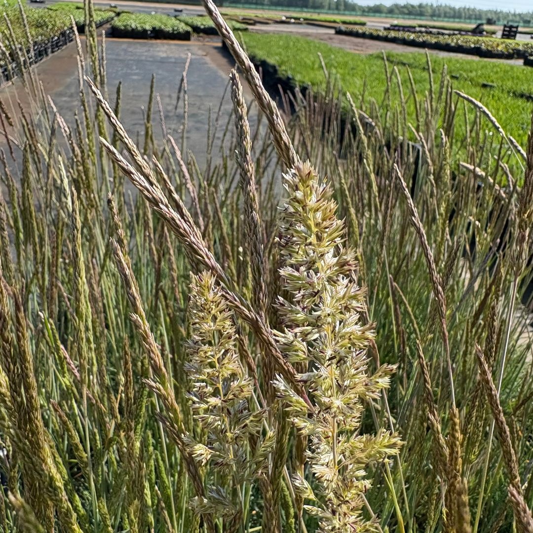 Koeleria glauca (Fakkelgras)
