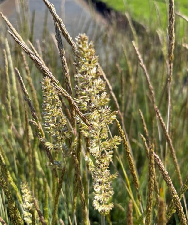Koeleria glauca (Fakkelgras)