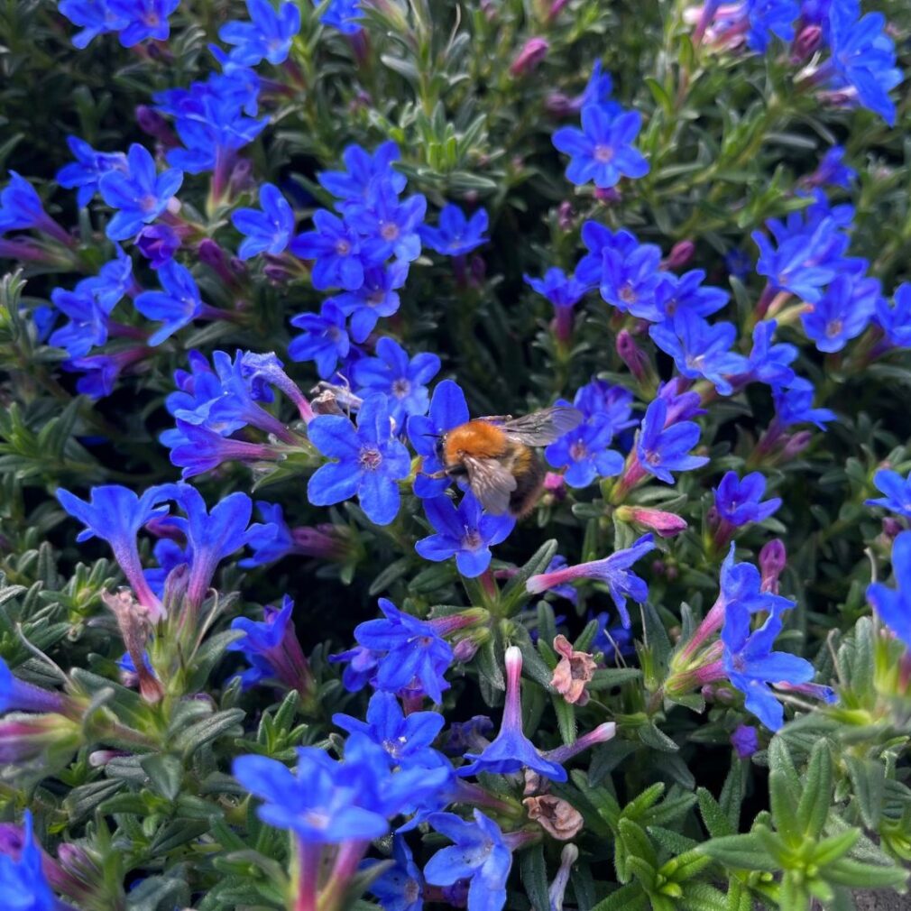 Lithodora diffusa 'Heavenly Blue' (Parelkruid)