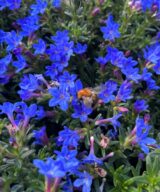 Lithodora diffusa 'Heavenly Blue' (Parelkruid)
