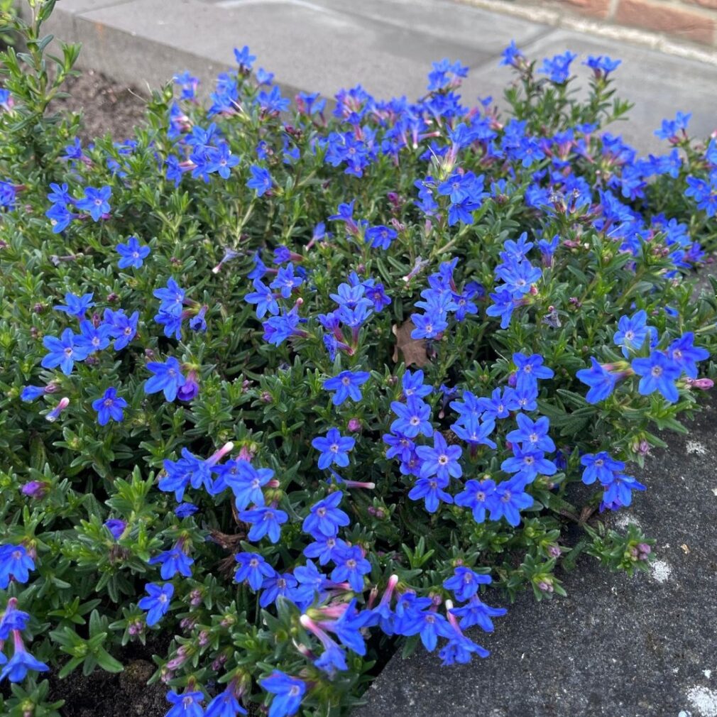 Lithodora diffusa 'Heavenly Blue' (Parelkruid)