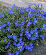 Lithodora diffusa 'Heavenly Blue' (Parelkruid)