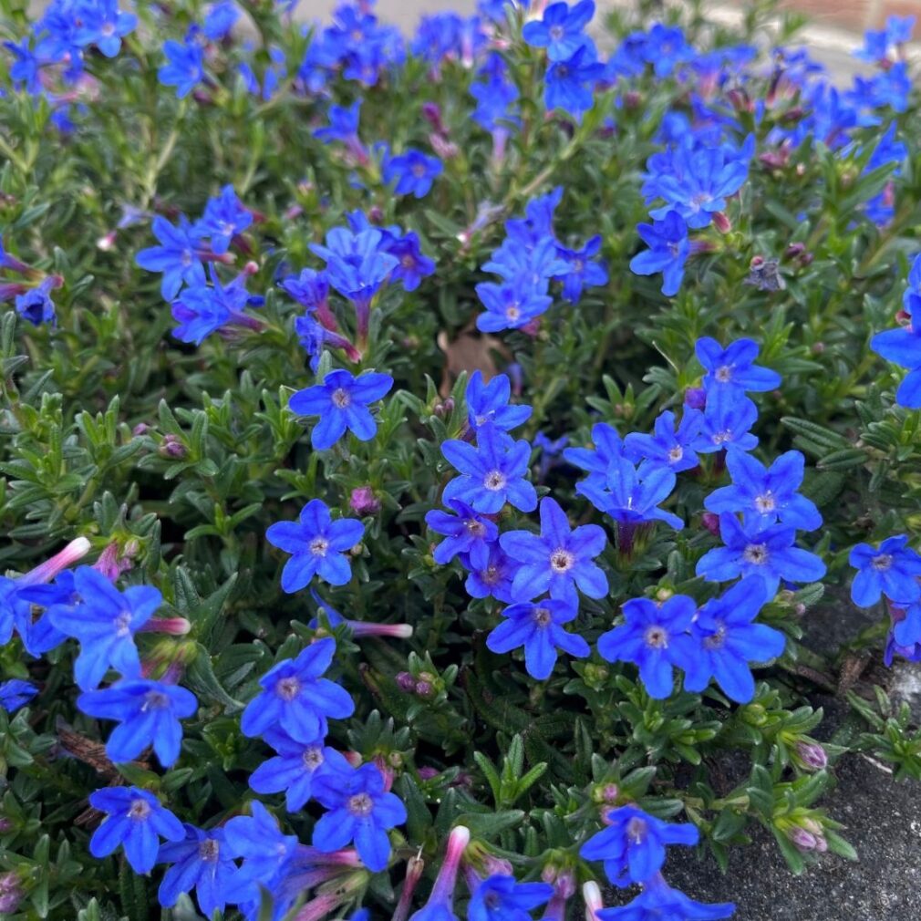 Lithodora diffusa 'Heavenly Blue' (Parelkruid)