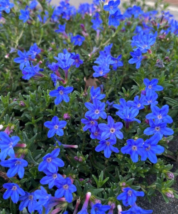 Lithodora diffusa 'Heavenly Blue' (Parelkruid)
