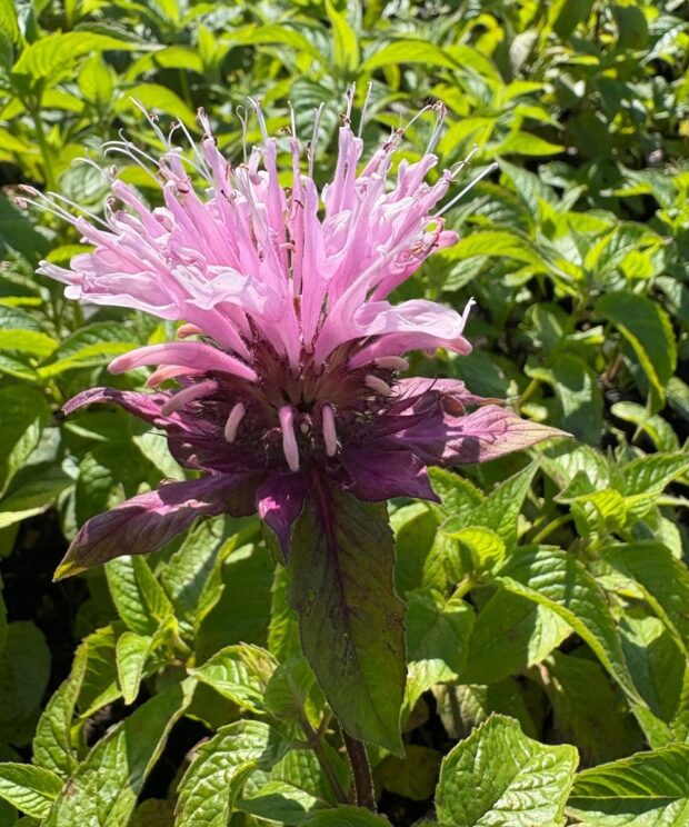 Monarda 'Croftway Pink' (Bergamotplant)