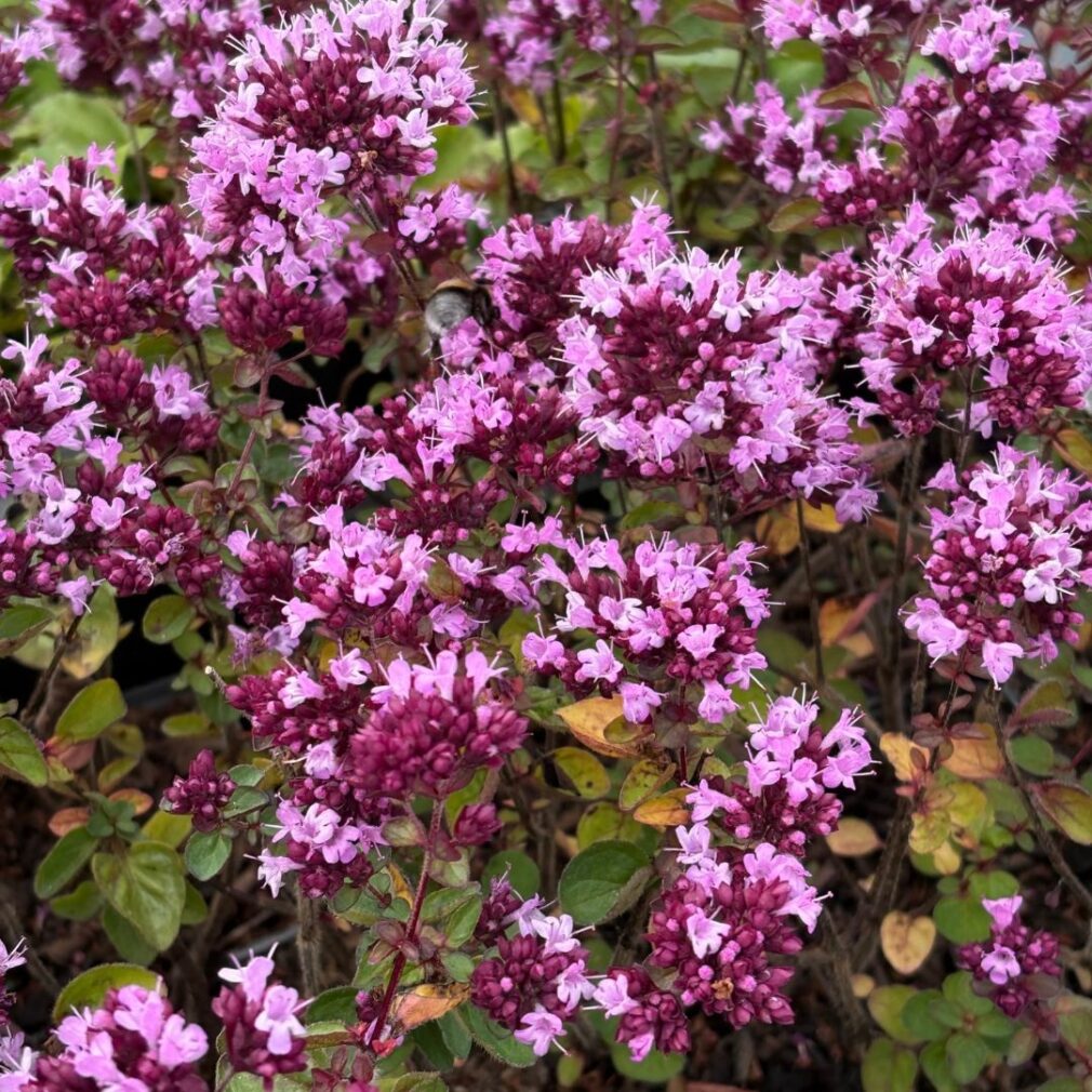 Origanum laevigatum 'Rosenkuppel' (Marjolein)