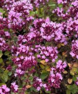 Origanum laevigatum 'Rosenkuppel' (Marjolein)