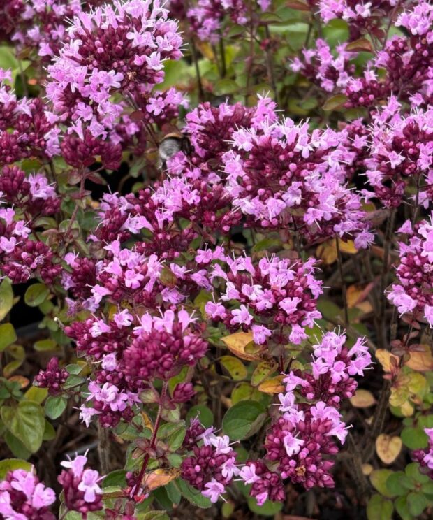 Origanum laevigatum 'Rosenkuppel' (Marjolein)