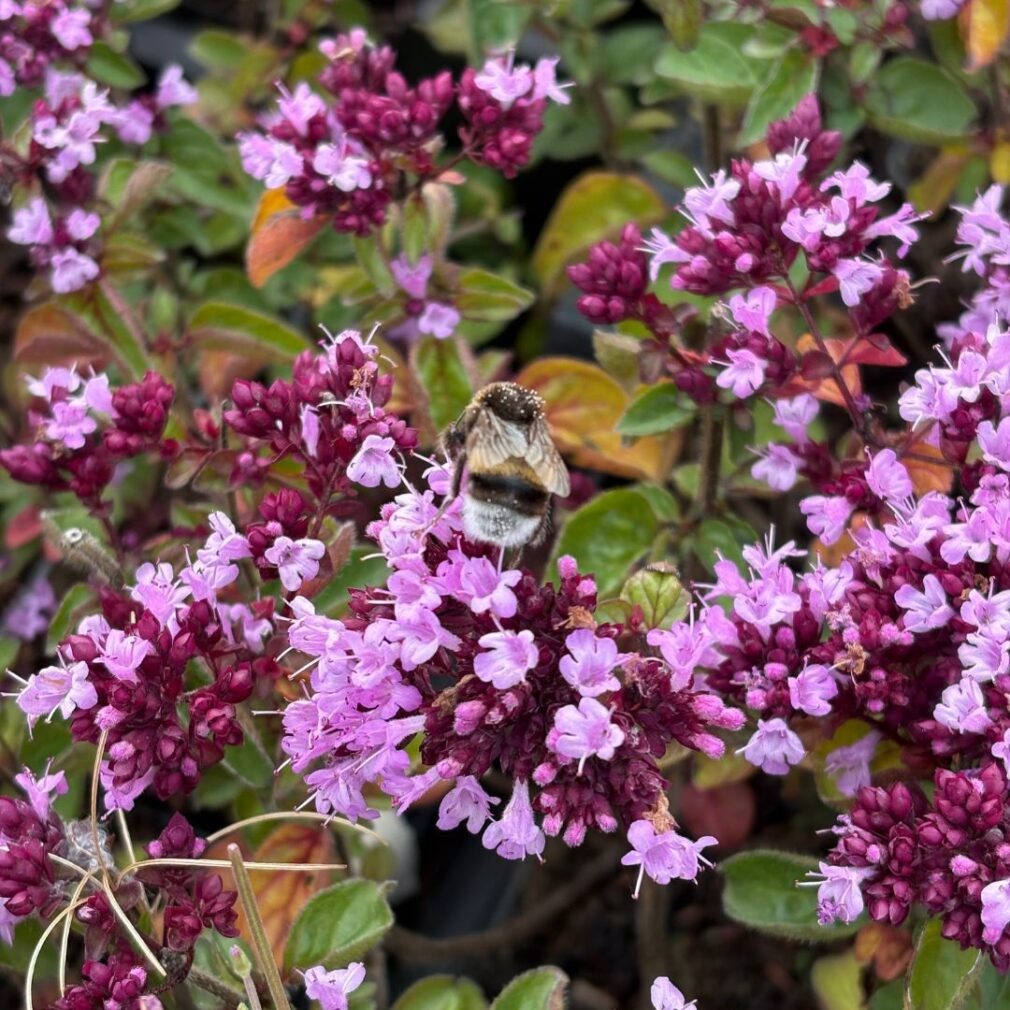 Origanum laevigatum 'Rosenkuppel' (Marjolein)